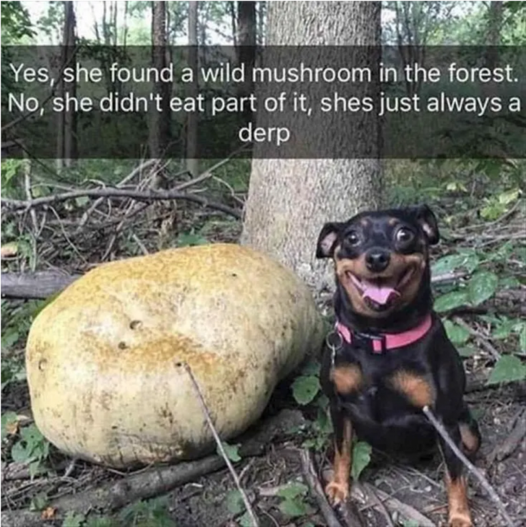 This Buzzfeed listicle proves dogs are perfect weirdos Fitdog