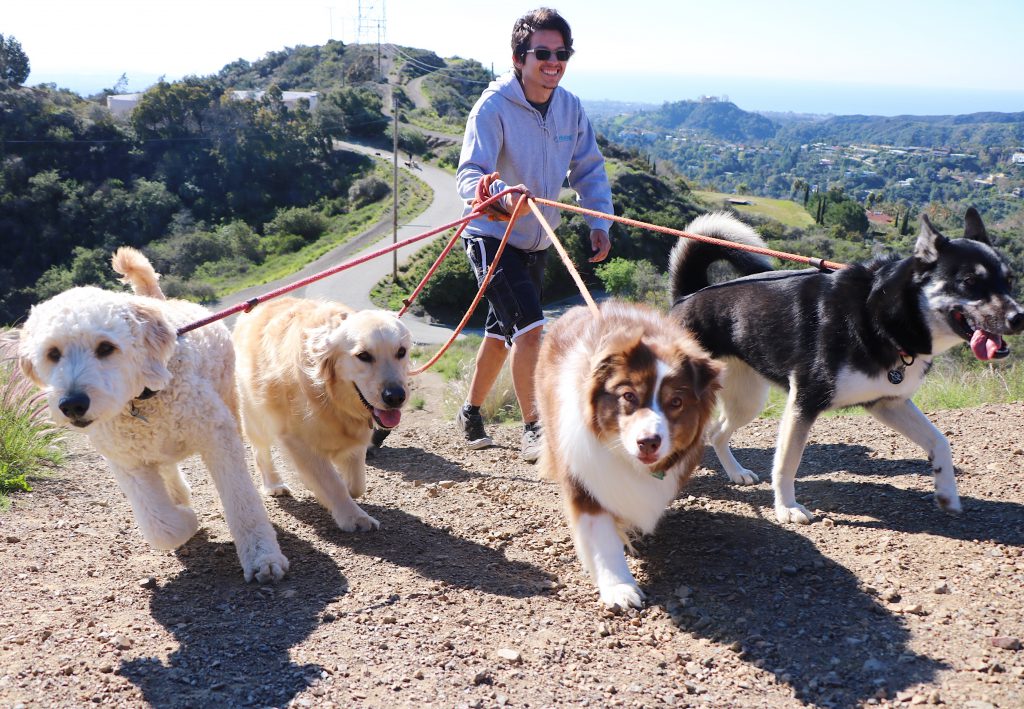 professional dog hikers