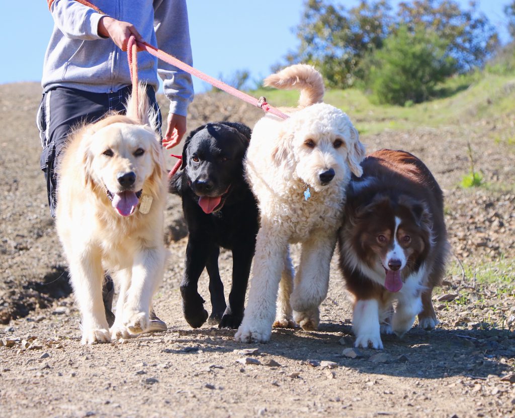 dog walkers los angeles