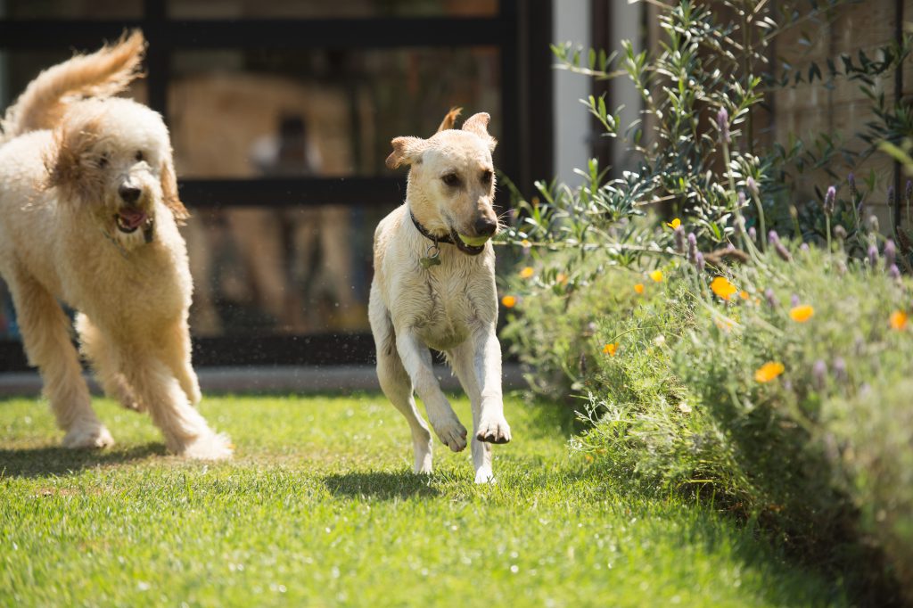 pet-proof landscaping