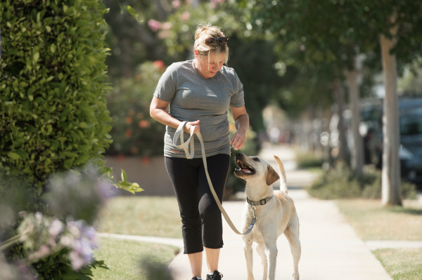 Train your dog: Loose Leash Walking | Fitdog Blog