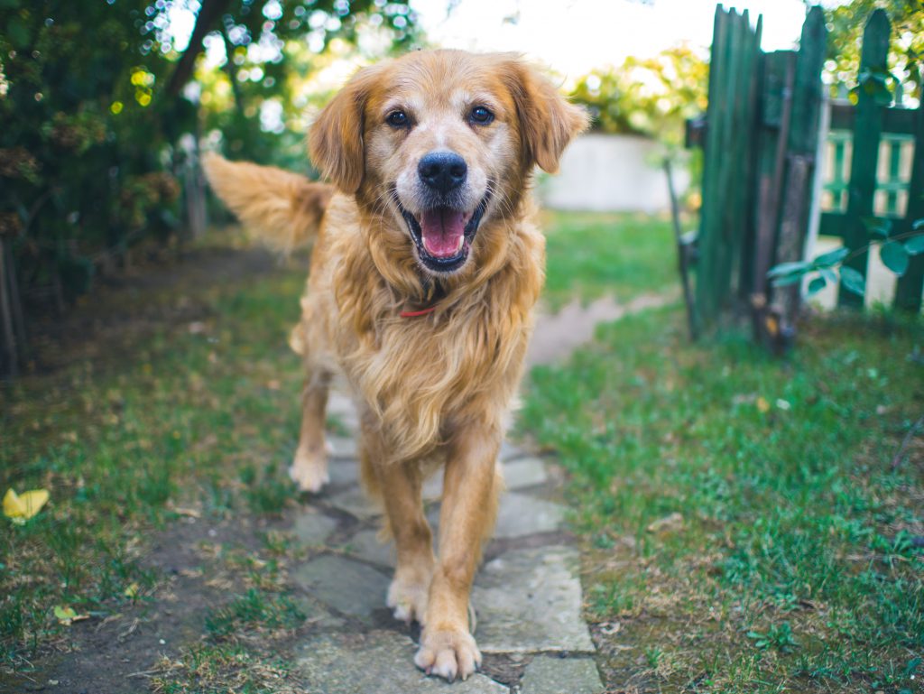 pet-proof lanscaping