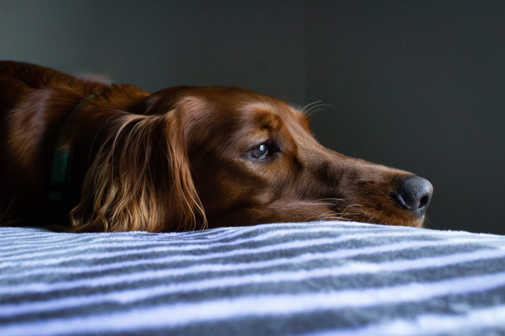 separation anxiety in dogs