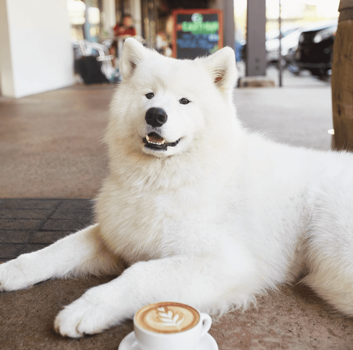 Brunch dog friendly near me