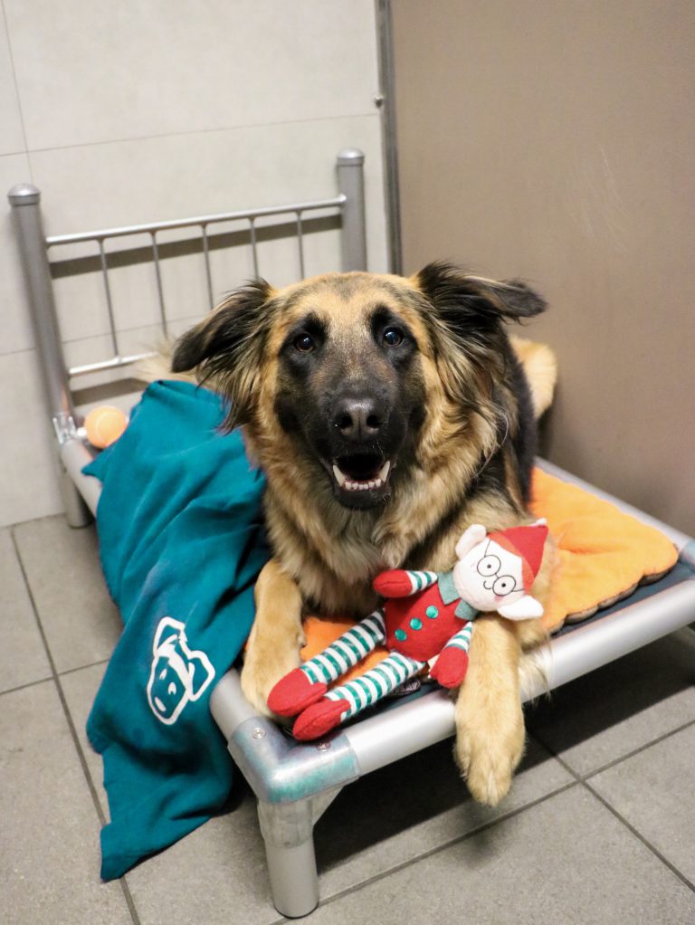 First Time Overnight Boarding Tips for Dog Owners Fitdog Blog