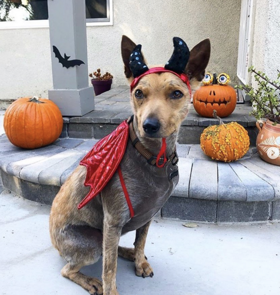 43 Best Dog Costume Ideas for a Happy Howl-oween