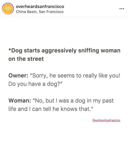 overheard dogs