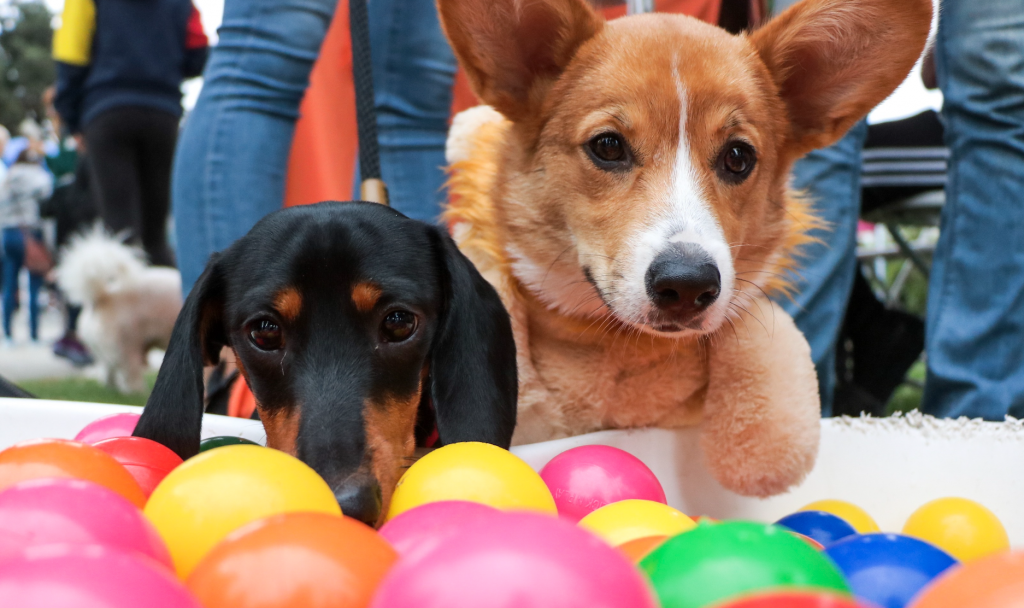 dog-friendly halloween | Fitdog Los Angeles Daycare, Boarding, Hiking, Training