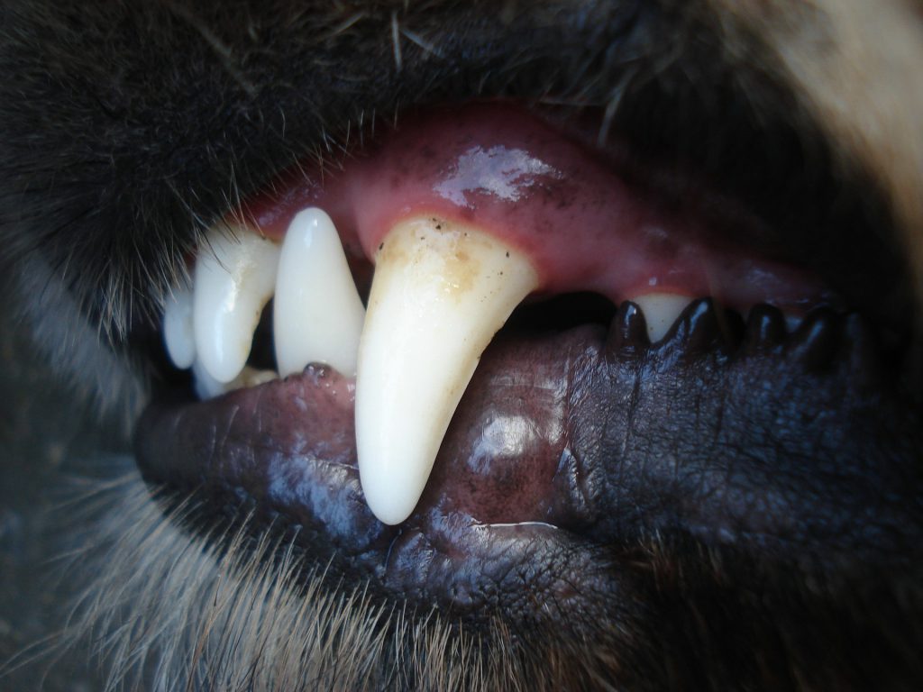 How to Improve Your Dog's Dental Health Fitdog Off the Leash