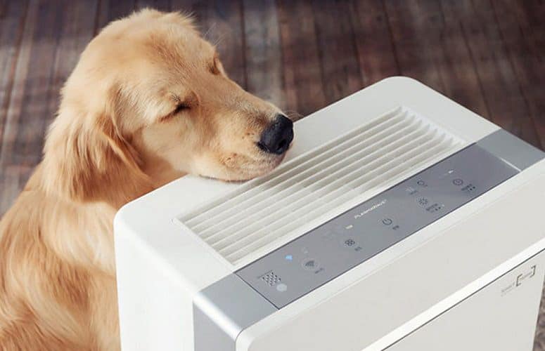 Get Rid of Pet Odor Keep Your Home Smelling Fresh Fitdog Blog
