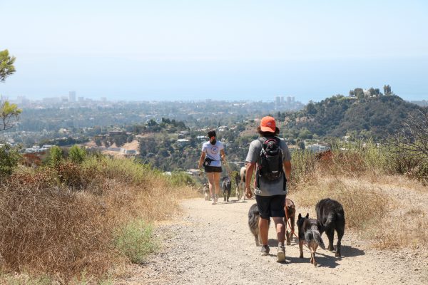 dog friendly beach hikes