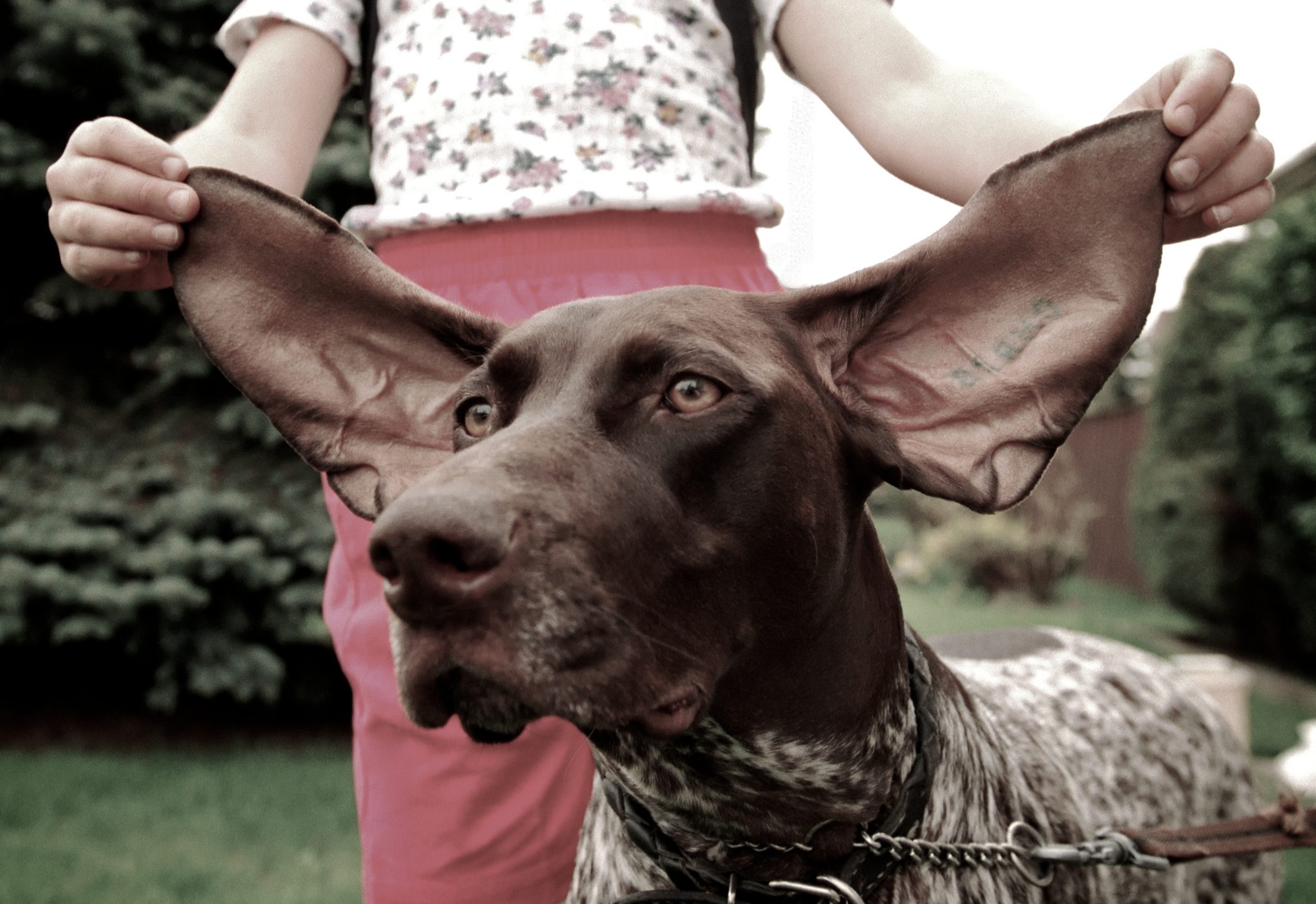 5 Puppy Massage Techniques for Relaxation Fitdog Off the Leash