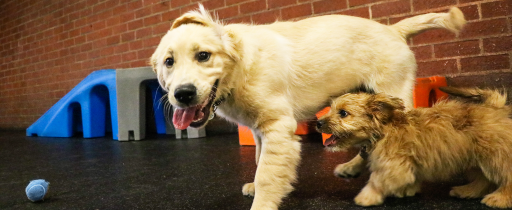 puppy socialization | Fitdog Los Angeles Training, Daycare, Sports, Adventure Classes