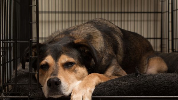 Dog in crate | fitdog Blog