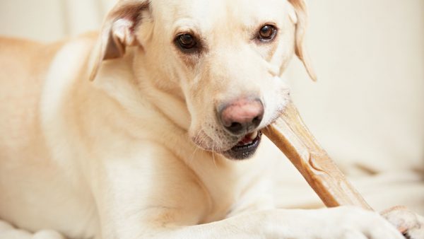 Dog eating bone | Fitdog Blog