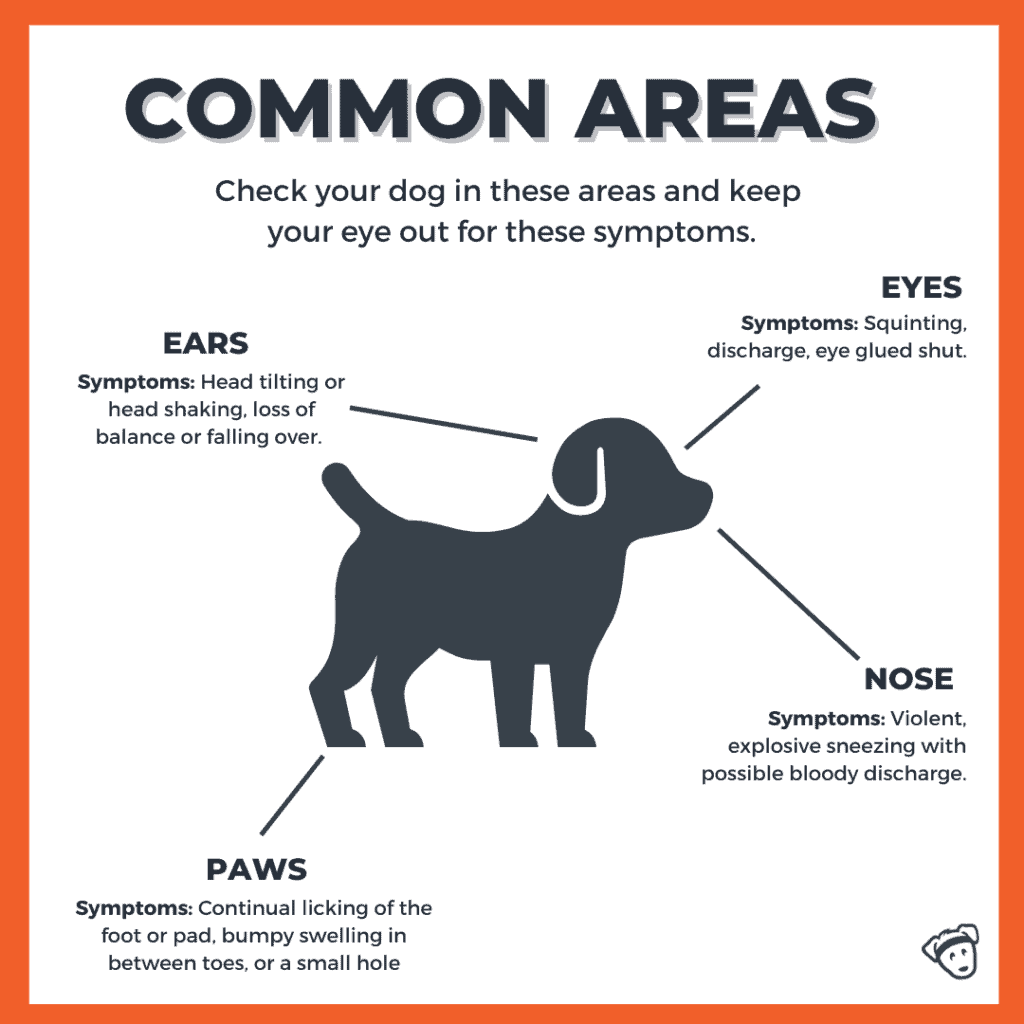 foxtails common areas infographic