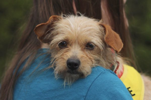 Pets for Adoption at Bubbles Dog Rescue, in santa monica, CA