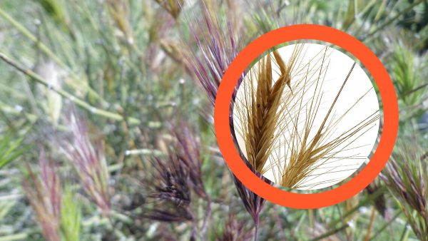 Keep Your Dog Away from Deadly Foxtail Grass This Summer