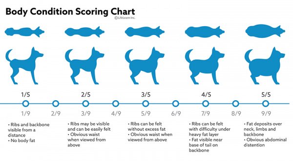 how to get your dog fat