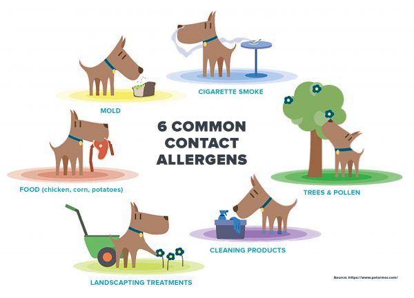 common allergens for dogs
