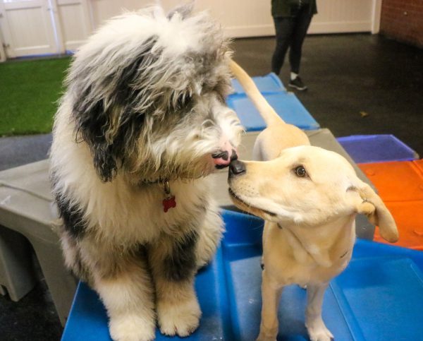 dog playing at indoor dog parks