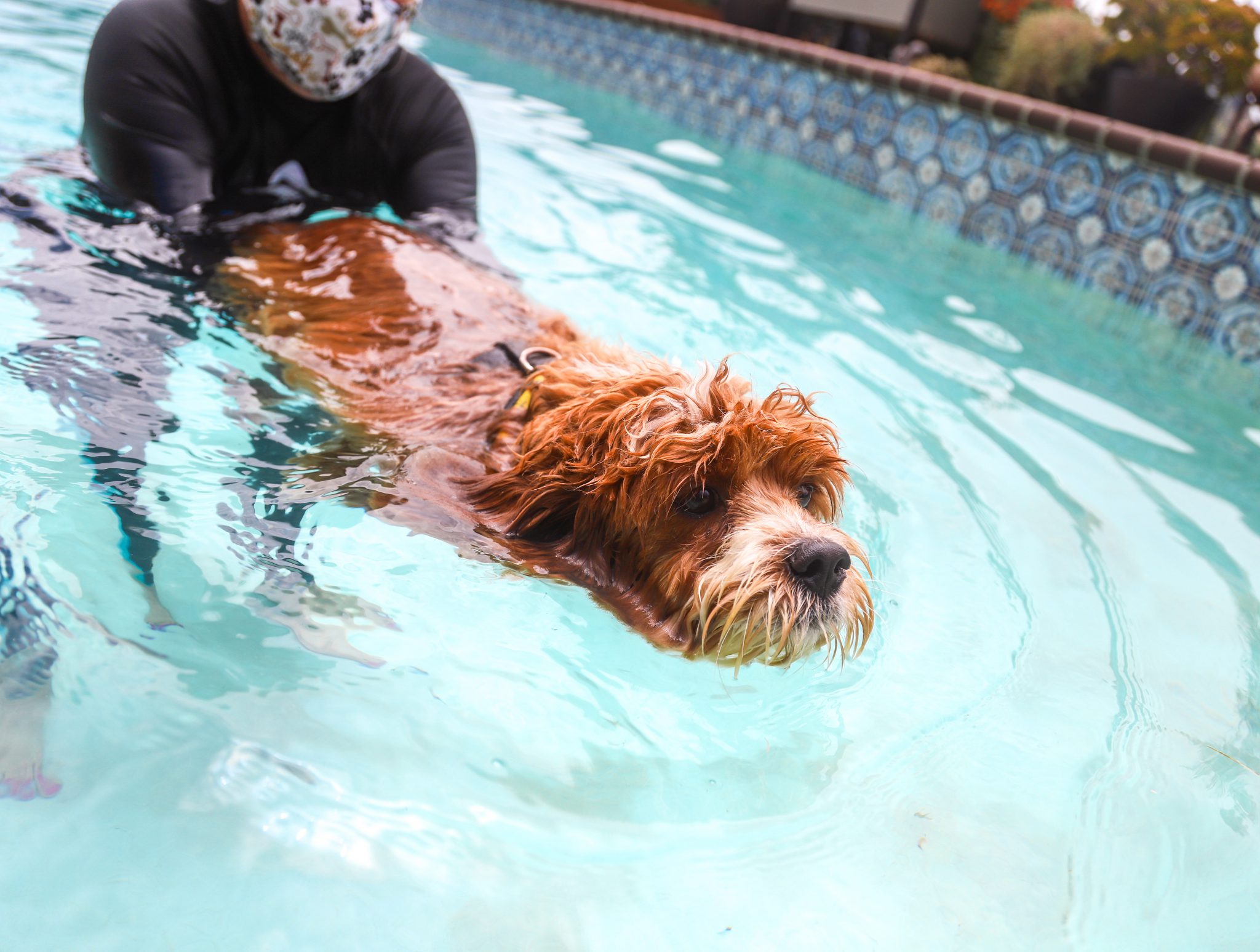 5 Benefits of Teaching Your Dog How to Swim