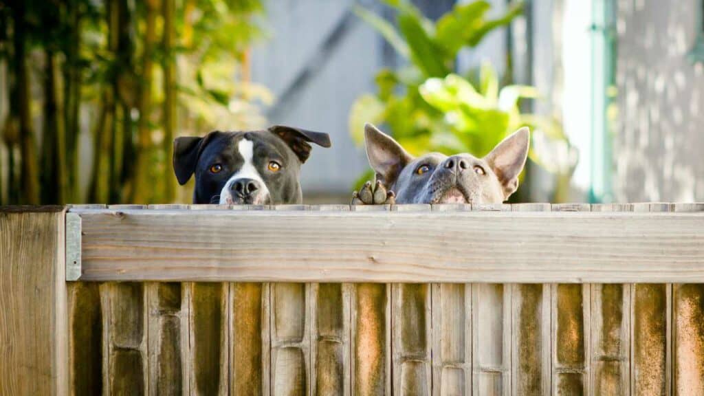 dog fence