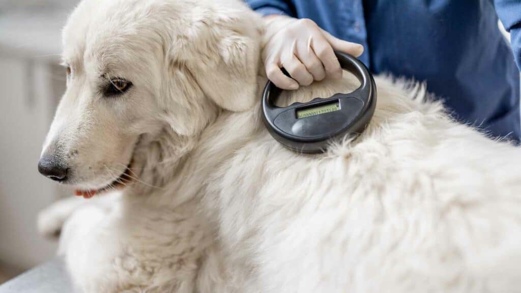 dog microchip