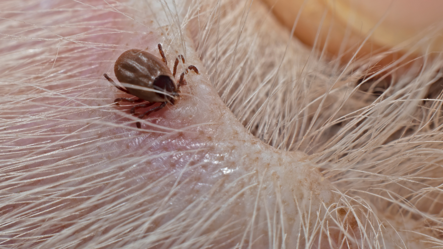 Guide to Common Dog Diseases Fitdog Blog