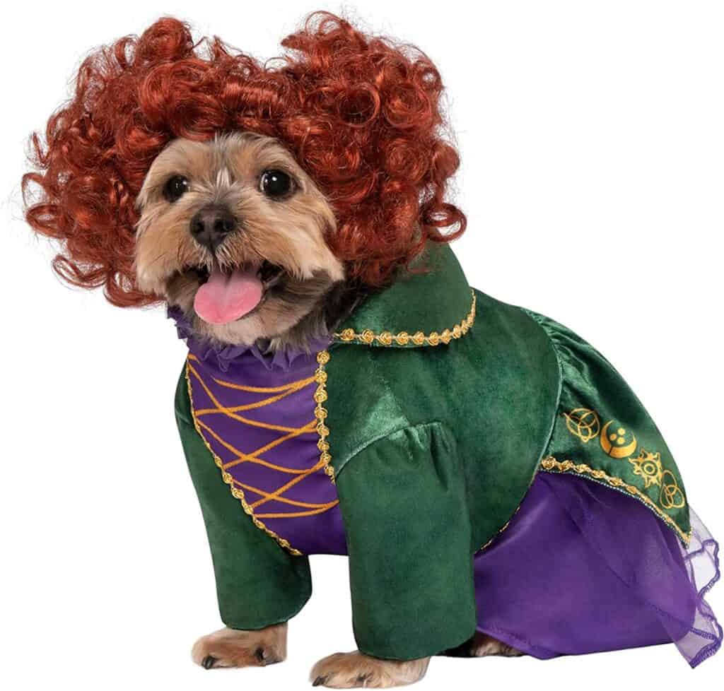 A yorkie dog is dressed as a witch with a green, purple and yellow dress and red wig.