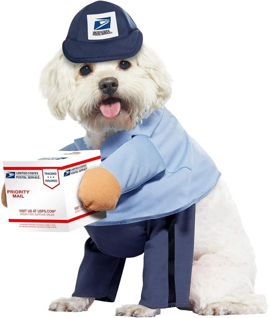 A small white fluffy dog is dressed as a postal service worker and is holding a postal box
