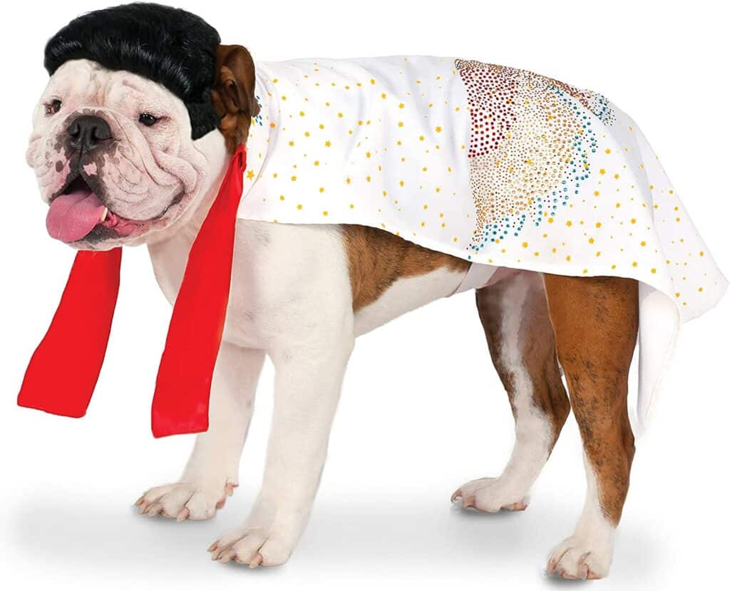 white bulldog is dressed as Elvis Presley with a white cape with multi-color glitter and a black wig.