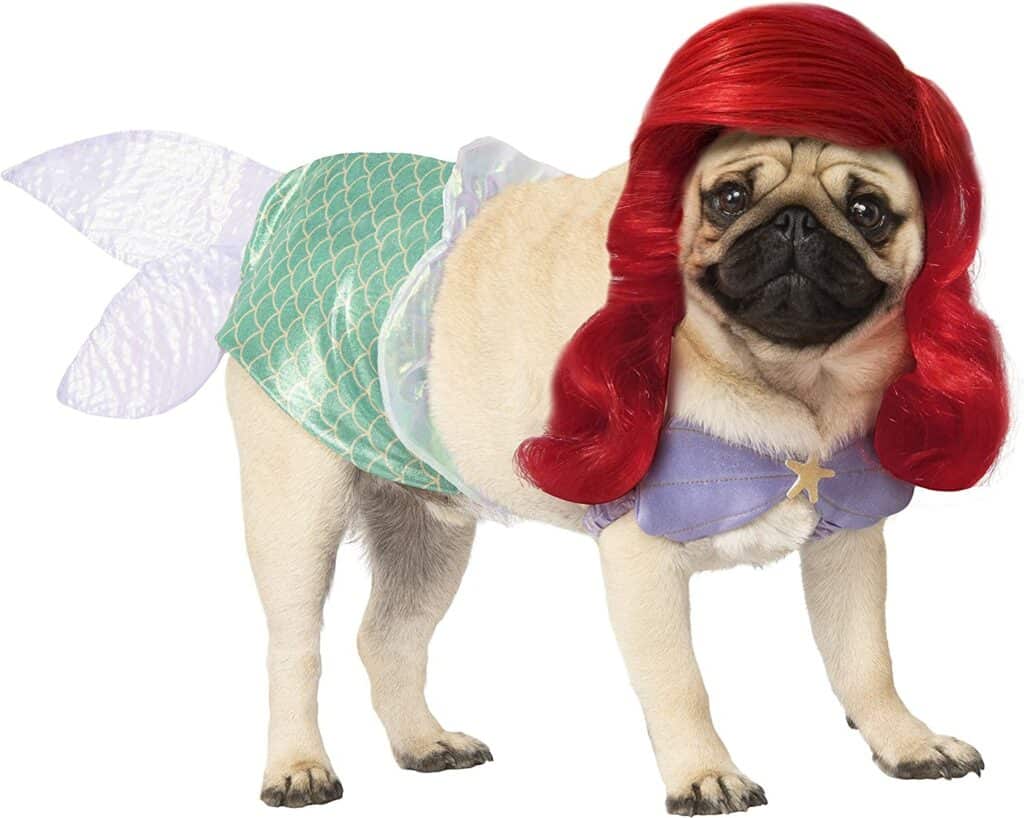 A pug is dressed as Ariel from the little mermaid with a red wig, green and purple fish tail and a purple bikini