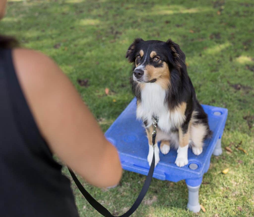 dog being trained