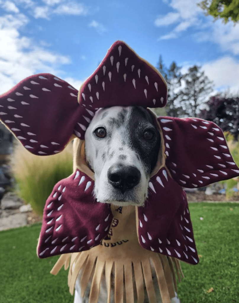 A black and white spotted dog is wearing a demodog inspired costume around it's neck. Costume has five dark red petals with white spots.