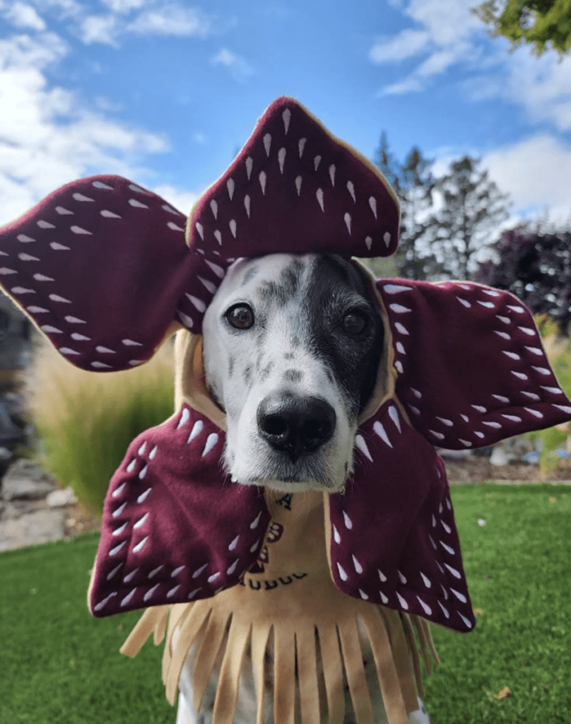 Best Large Dog Halloween Costumes of 2021