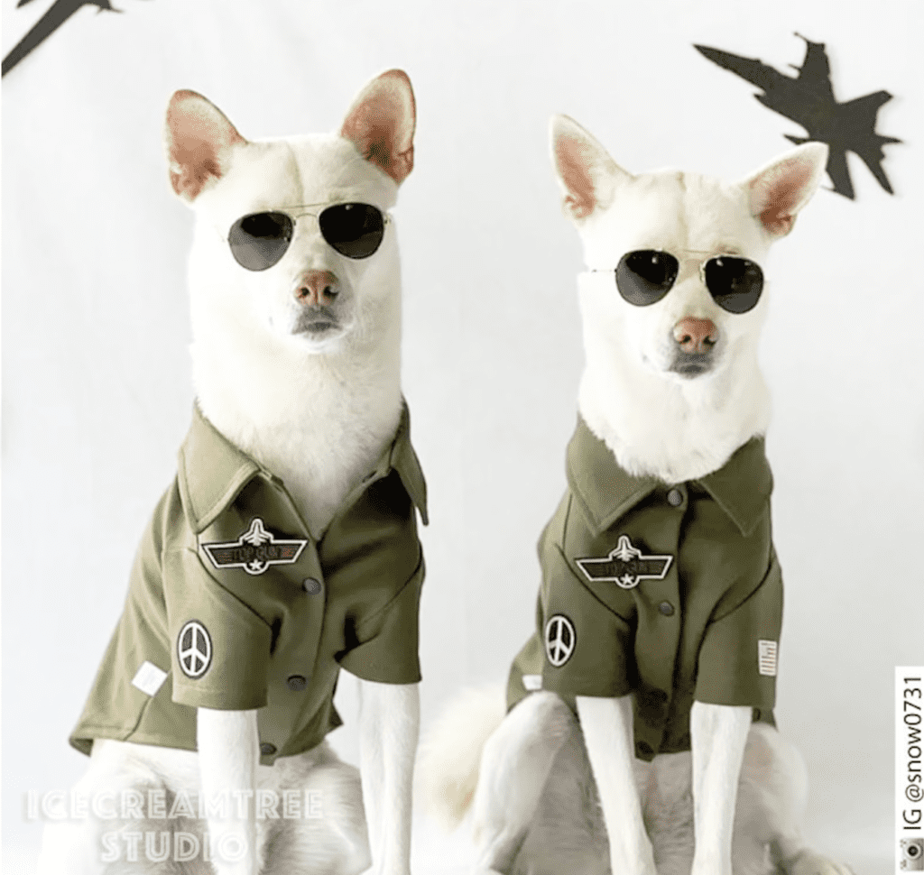 Two white Shiba Inu dogs are dressed as jet fighter pilots from the movie Top Gun. They are wearing dark green jackets with patches and wearing aviator glasses. 