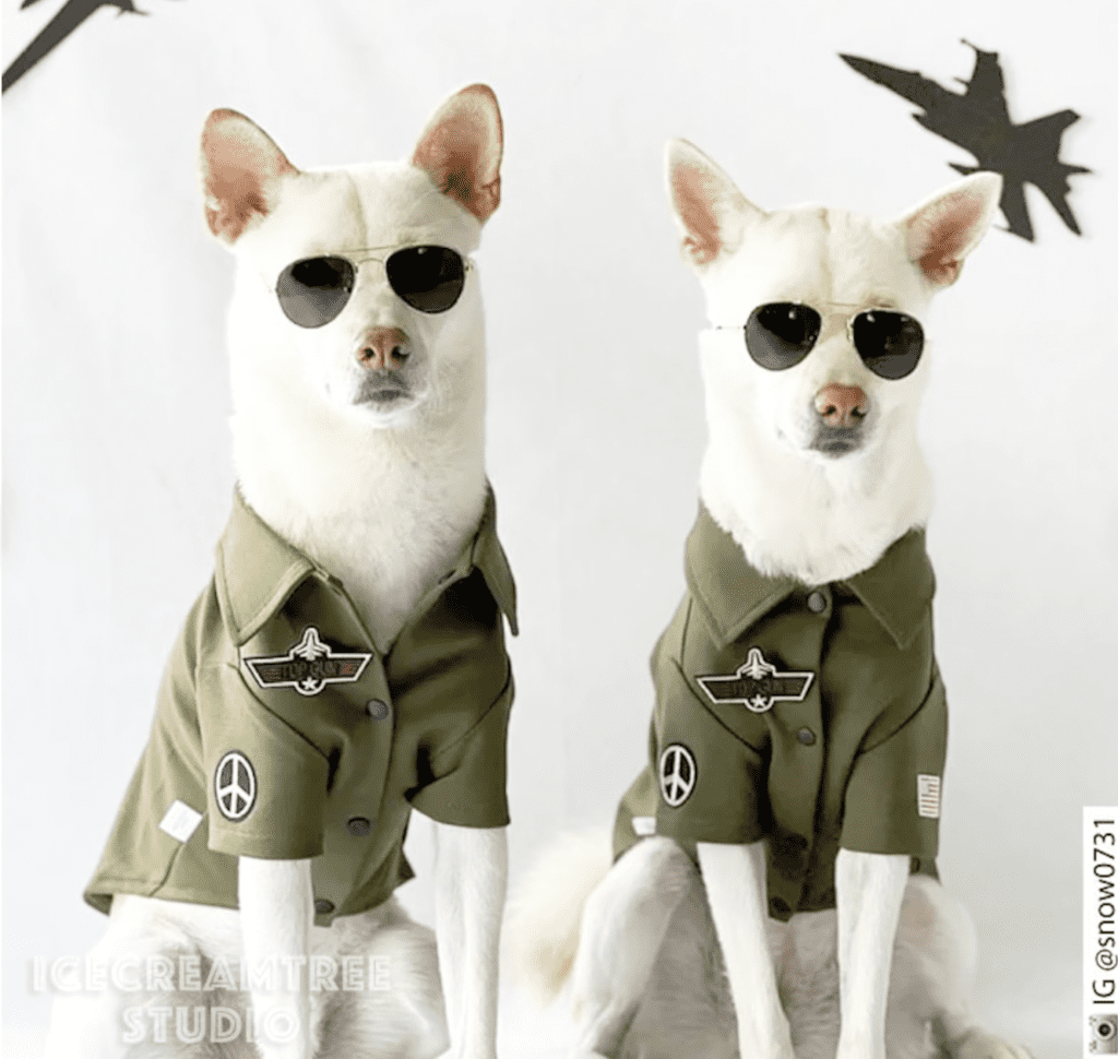 The 20 Best Halloween Dog Costumes for 2020 - BringFido