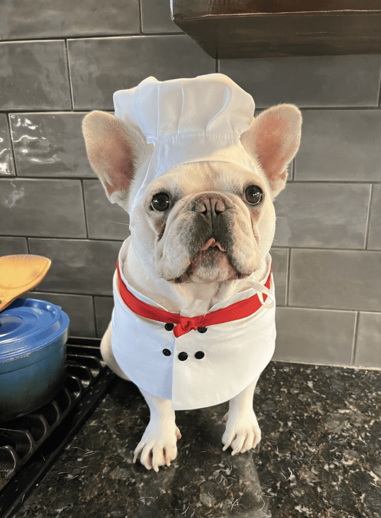 A white french bulldog is wearing a white chef's hat and white and red chef's coat with black buttons. 