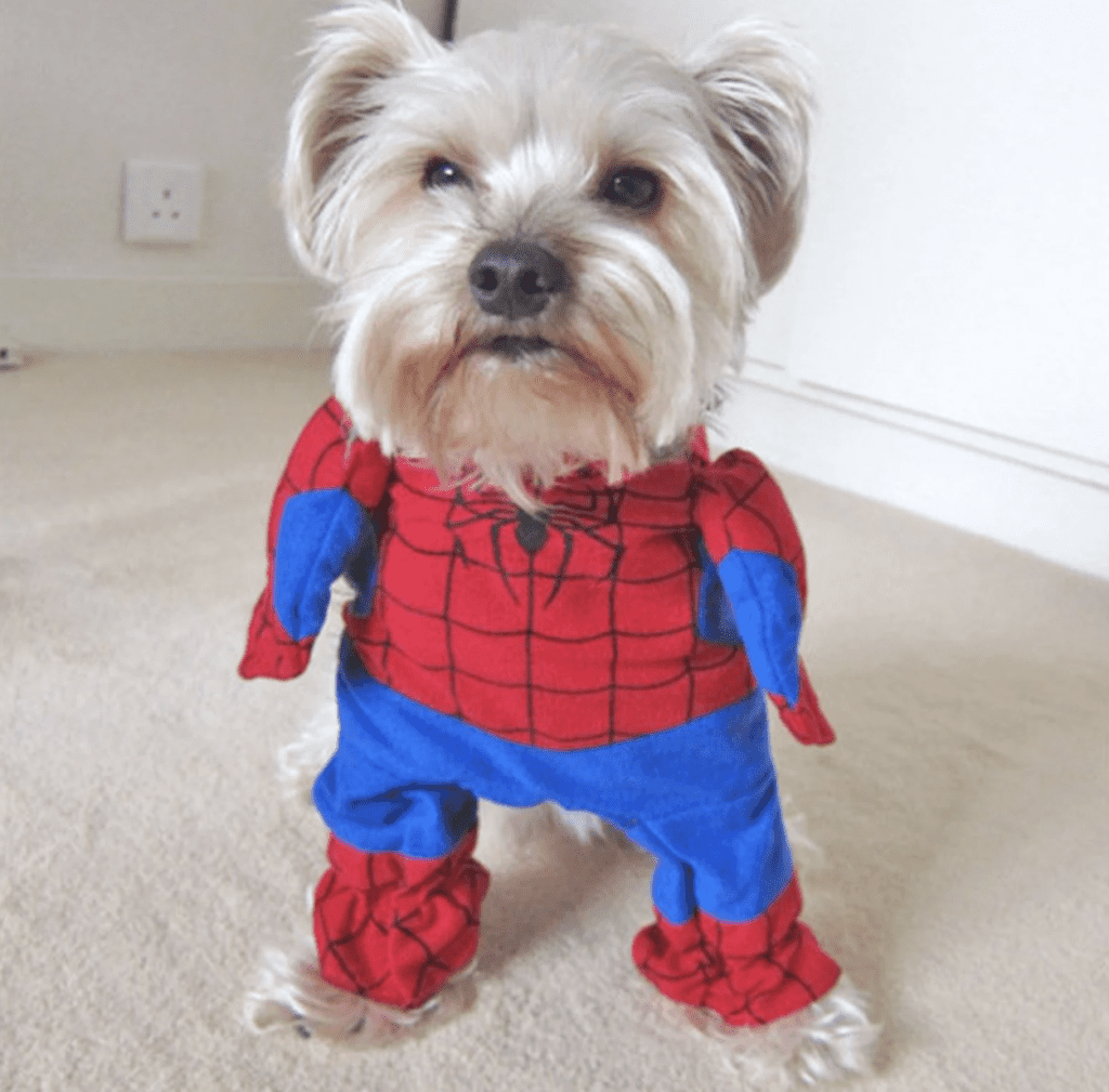 a small brown dog is wearing a blue and red spiderman costume.