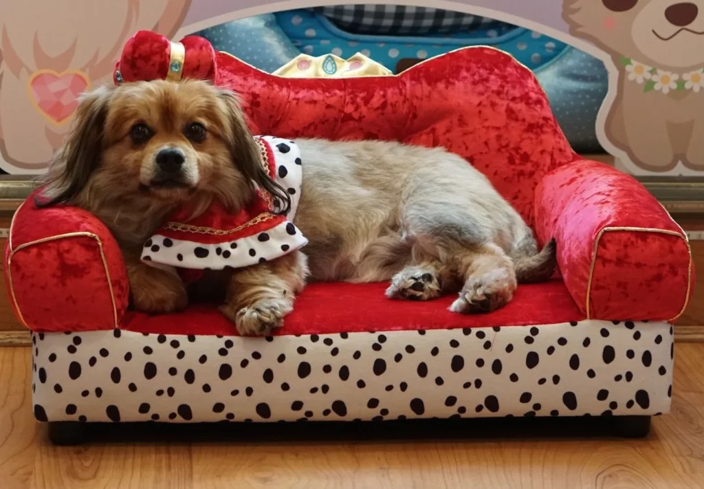 A small brown dog is wearing a red crown and is laying on a red velvet couch with white and black spots. 