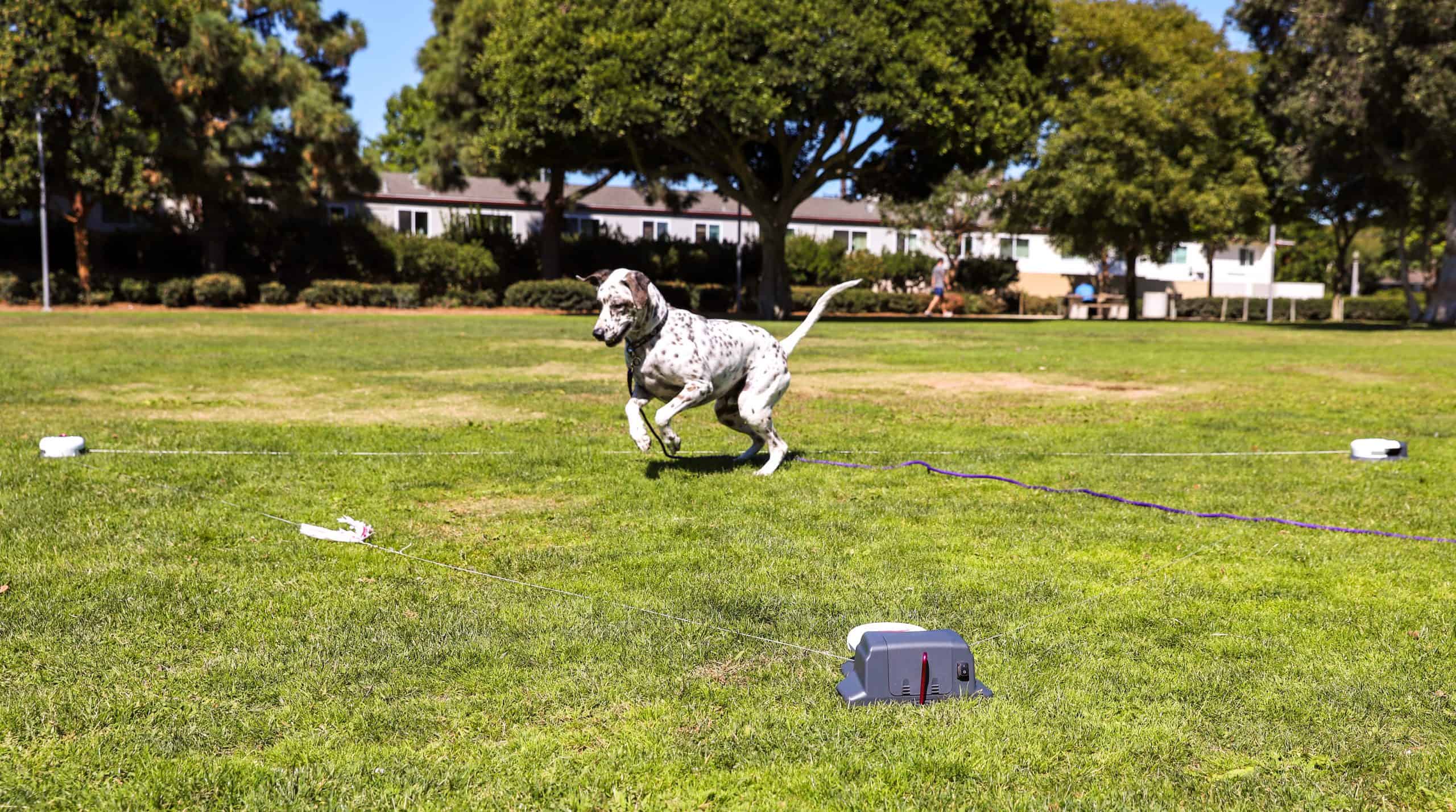 Beginner's Guide to Lure Coursing