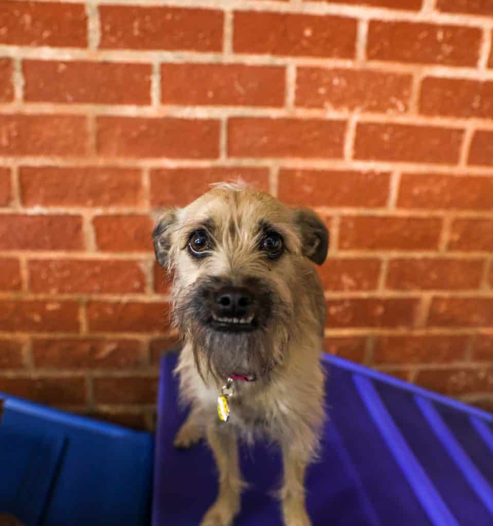 Maggie the Fitdog of the Month standing on play equipment