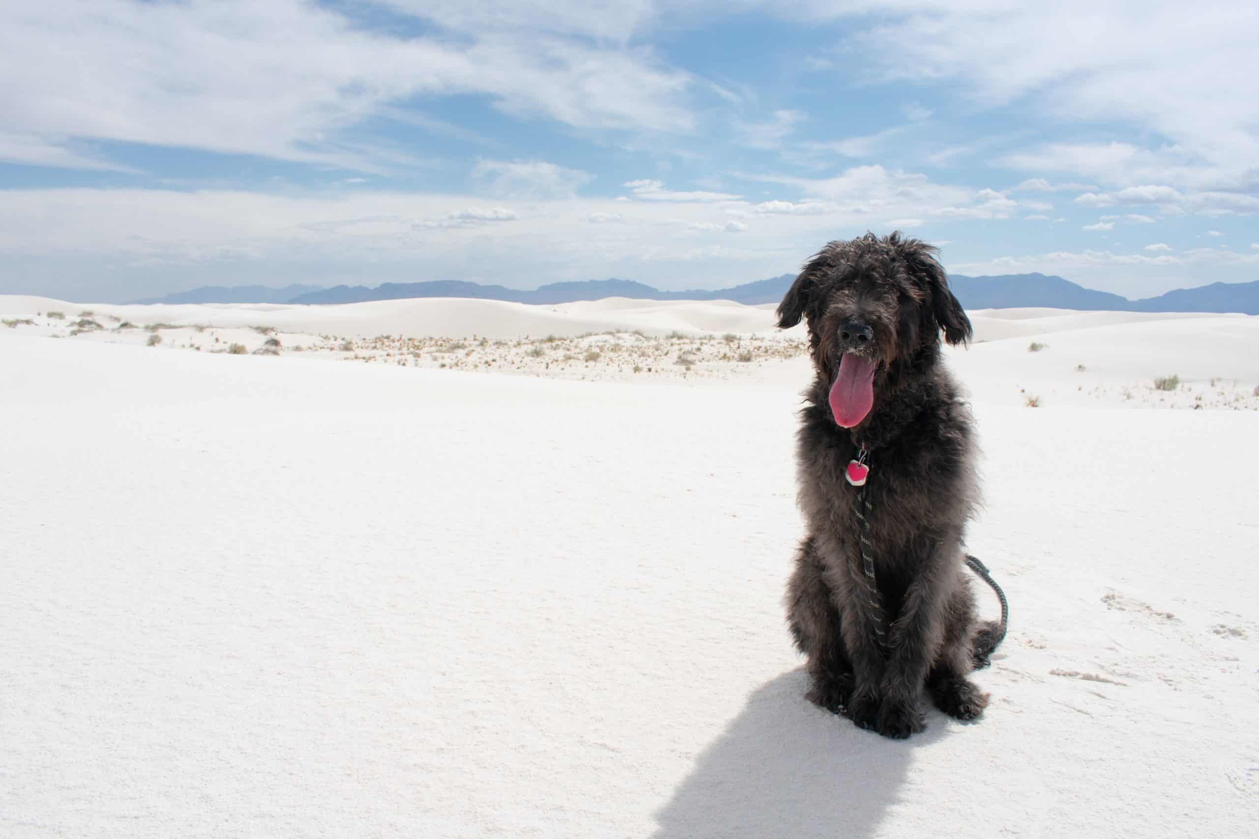 A furry dog sits on the sand in front of the sandy dune landscape and blue cloudy skies of White Sands, New Mexico
