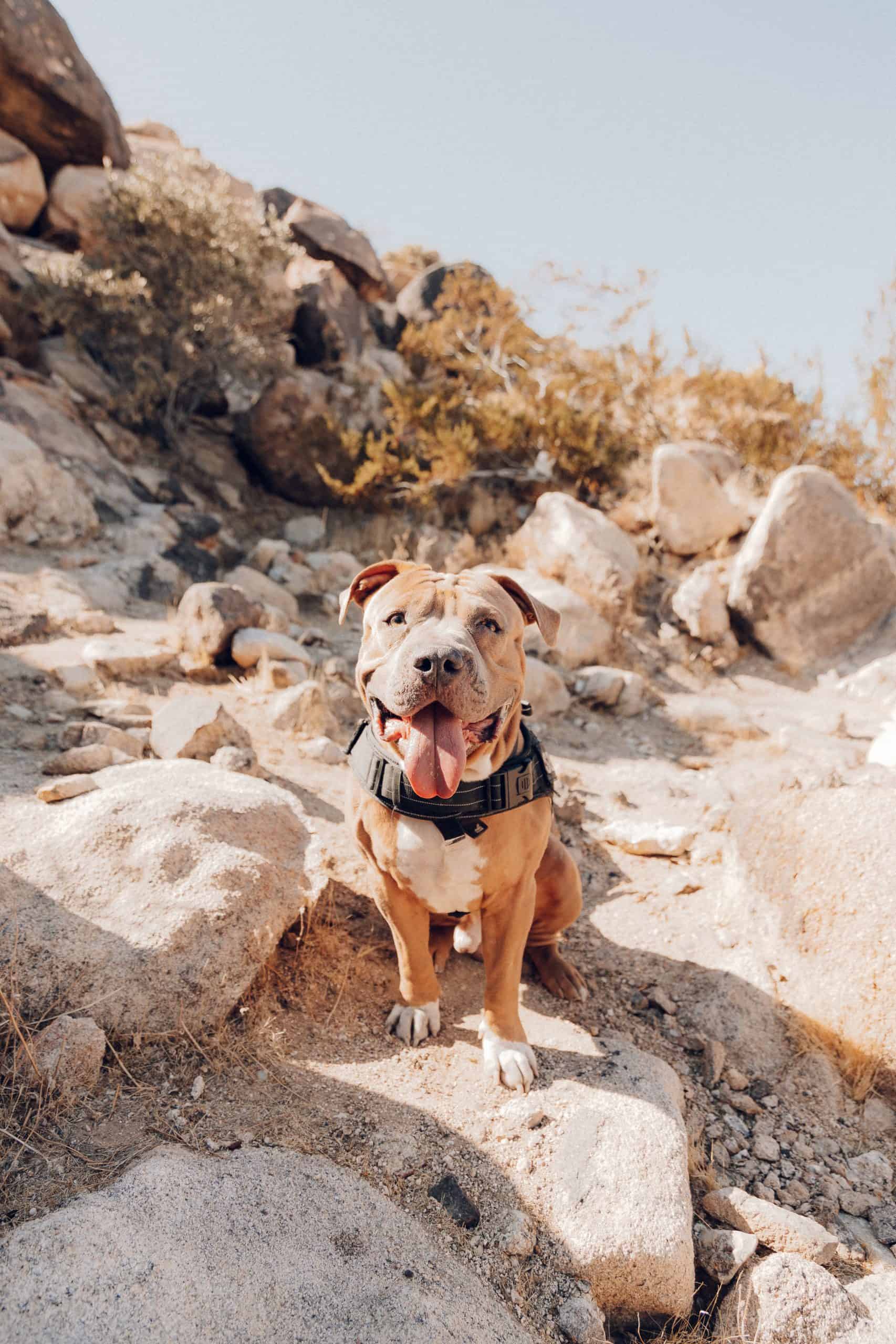A tan pit bull wearing a black harness sits in front of a rocky desert landscape in Joshua Tree National Park