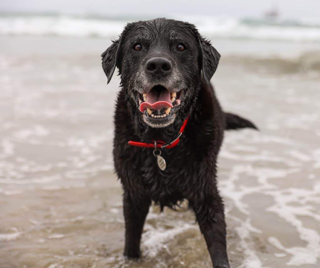 black dog is standing in the ocean water