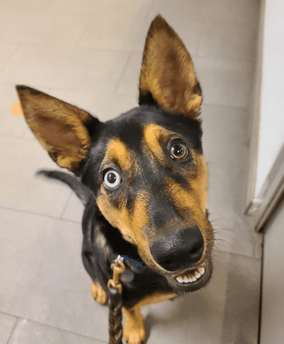 german shepherd mix dog smiling and looking at camera