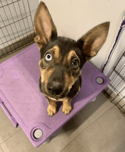 german shepherd mix puppy sits and looks at camera