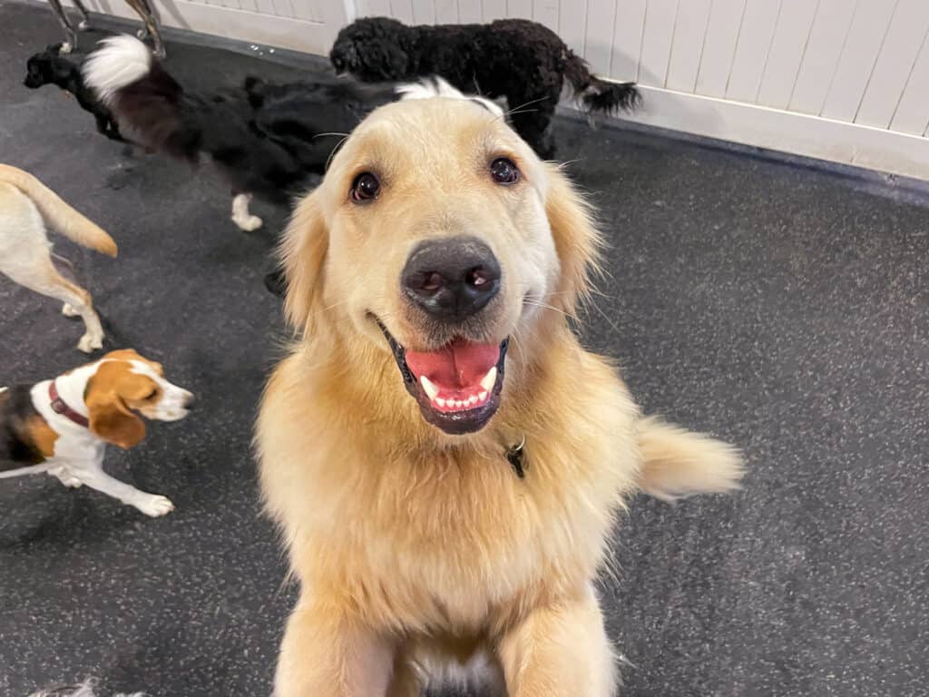 Golden Retriever dog is looking at camera and smiling
