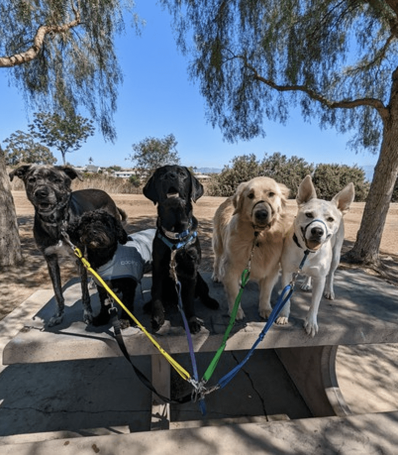 A group of five dogs with leashes on are sitting on a park table, looking at the camera